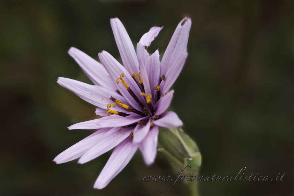 Scorzonera undulata (=Scorzonera deliciosa) / Scorzonera zuccherina